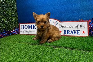 Rhianna - Yorkshire Terrier - Yorkie for sale