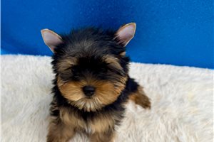 Franklin - Yorkshire Terrier - Yorkie for sale