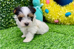 Nalia - Yorkshire Terrier - Yorkie for sale