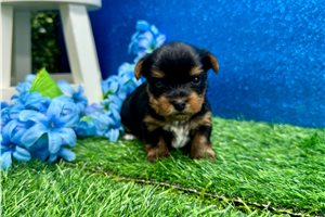 Paige - puppy for sale