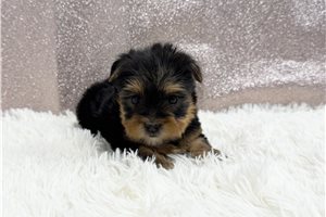 Carmela - puppy for sale