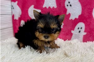 Fallon - Yorkie for sale
