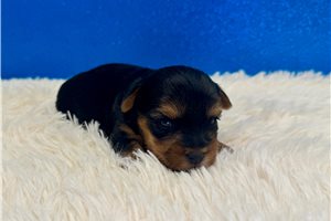 Franklin - puppy for sale