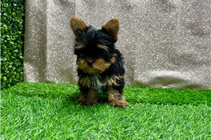Paige - Yorkshire Terrier - Yorkie for sale