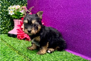 Perdita - Yorkshire Terrier - Yorkie for sale