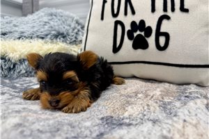 Ciara - Yorkshire Terrier - Yorkie for sale