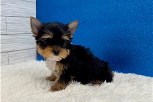 Drake - Yorkie for sale