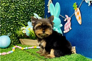 Paige - Yorkshire Terrier - Yorkie for sale