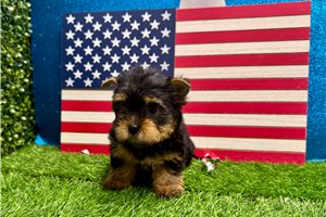 Polly - Yorkshire Terrier - Yorkie for sale