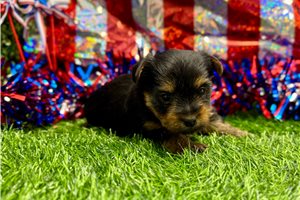 Polly - puppy for sale