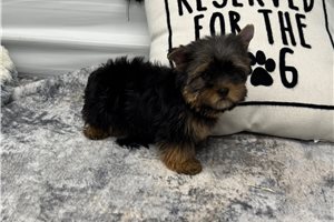 Felix - Yorkie for sale