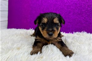 Bitsy - puppy for sale