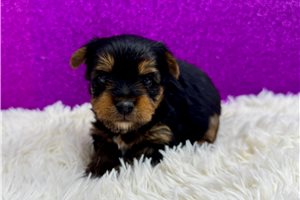 Bails - Yorkie for sale
