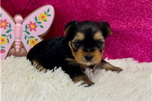 Kristy - puppy for sale