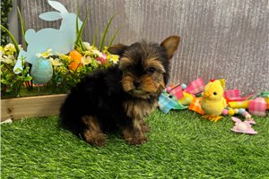 Paige - Yorkshire Terrier - Yorkie for sale