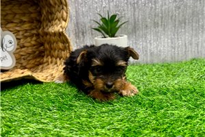 Peter - Yorkshire Terrier - Yorkie for sale