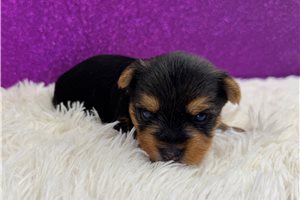 Skye - Yorkie for sale