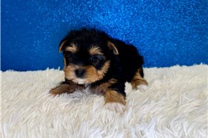 Dusk - Yorkshire Terrier - Yorkie for sale