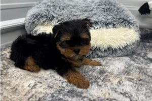 Franklin - Yorkie for sale