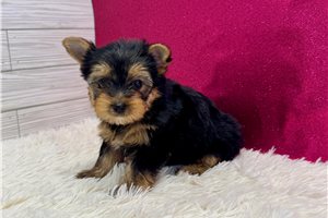 Kristy - Yorkshire Terrier - Yorkie for sale