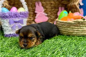 Tina - puppy for sale