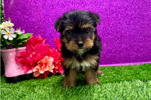 Alicia - Yorkshire Terrier - Yorkie for sale