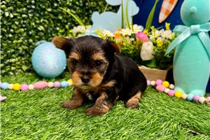 Tyra - Yorkshire Terrier - Yorkie for sale