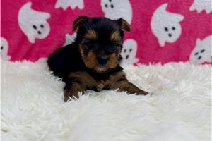 Siti - Yorkie for sale