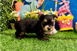 Phillip - Yorkshire Terrier - Yorkie for sale