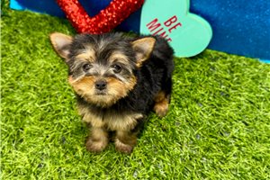Helena - Yorkshire Terrier - Yorkie for sale