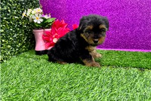 Alma - Yorkshire Terrier - Yorkie for sale