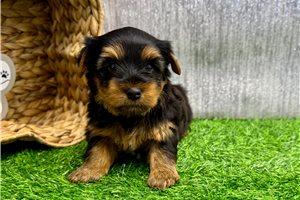 Emilio - Yorkshire Terrier - Yorkie for sale