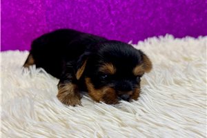 Dulia - Yorkshire Terrier - Yorkie for sale