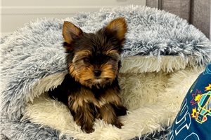 Paige - Yorkshire Terrier - Yorkie for sale