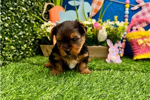 Remy - Yorkshire Terrier - Yorkie for sale
