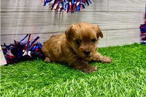 Ruby - puppy for sale