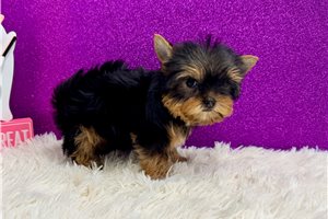 Fallon - Yorkie for sale