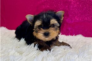 Kora - Yorkshire Terrier - Yorkie for sale