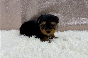 Carla - puppy for sale