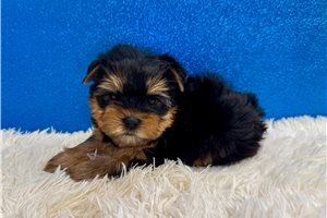 Franklin - Yorkshire Terrier - Yorkie for sale