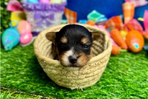 Phillip - puppy for sale