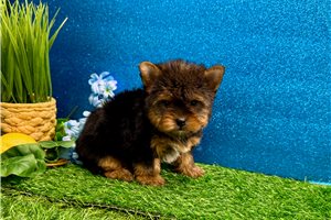 Remy - Yorkshire Terrier - Yorkie for sale