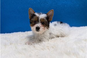 Dean - Yorkshire Terrier - Yorkie for sale