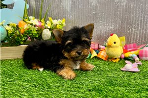 Peter - Yorkshire Terrier - Yorkie for sale