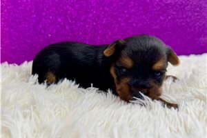 Siti - puppy for sale