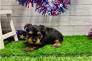 Polly - Yorkshire Terrier - Yorkie for sale