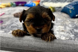 Nathan - Yorkshire Terrier - Yorkie for sale