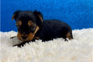 Bentley - Yorkie for sale