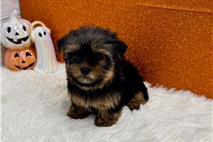 Felix - Yorkie for sale