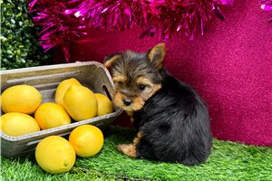 Tina - Yorkshire Terrier - Yorkie for sale